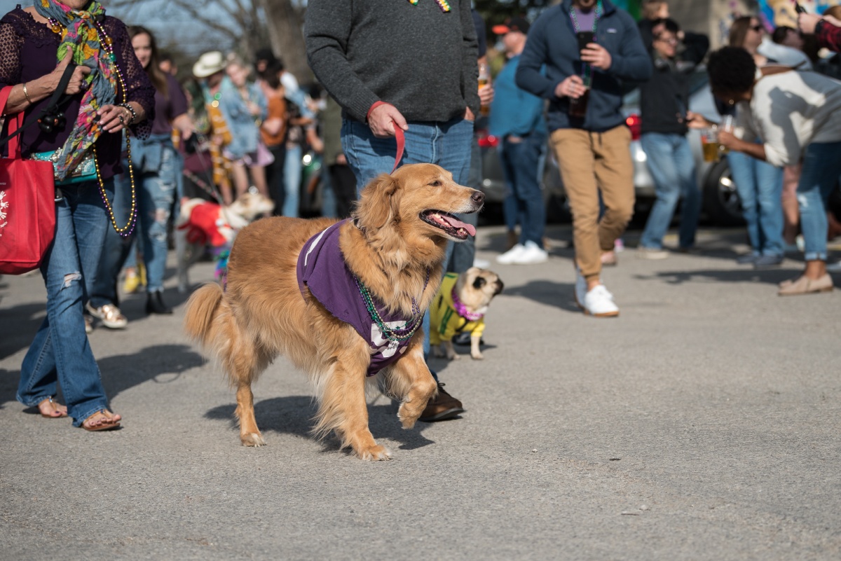 dogparade14 The ABGB