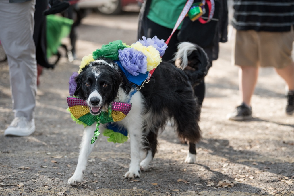 mardi gras dog parade